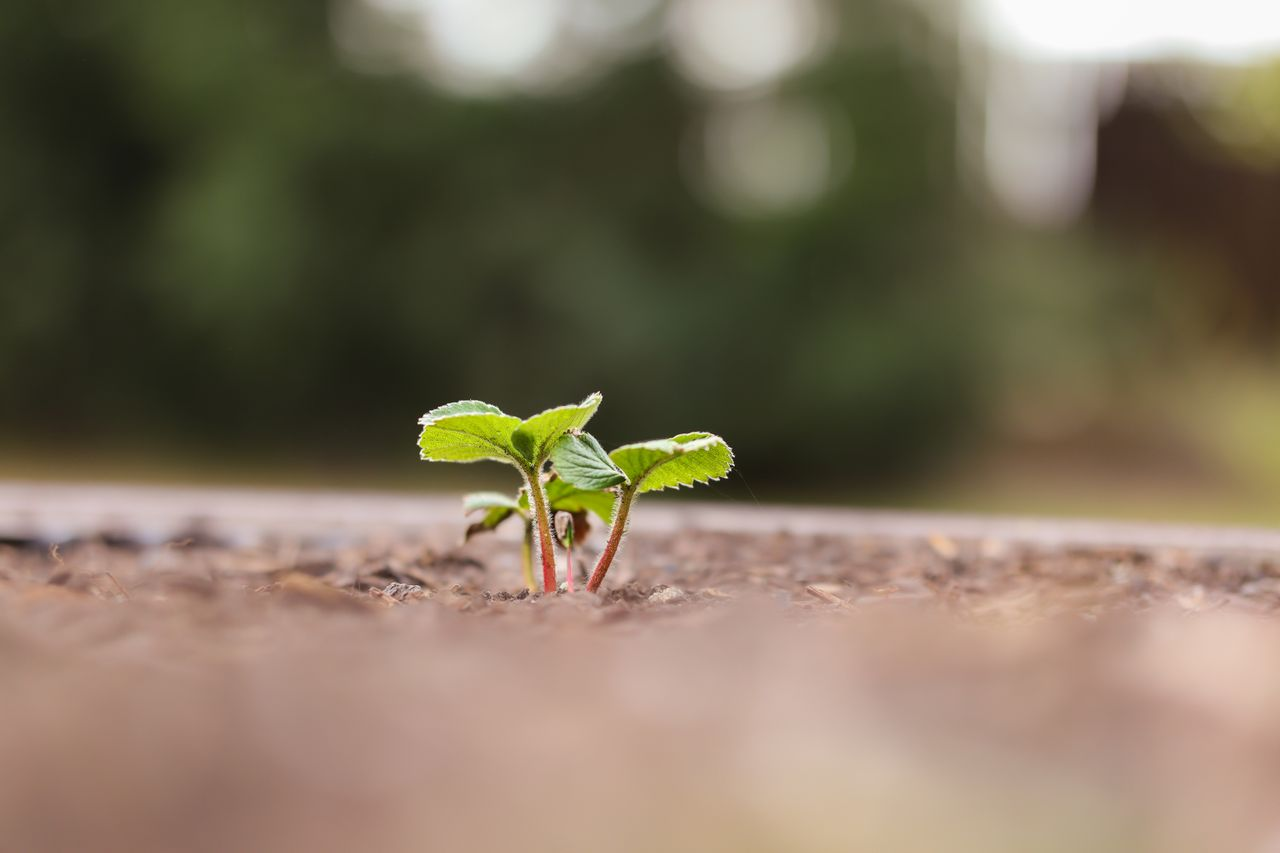 About A young seedling sprouting from brown soil, captured in spring with a blurred background.